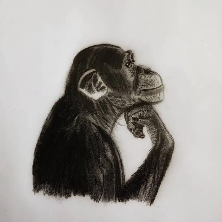 portret szympansa