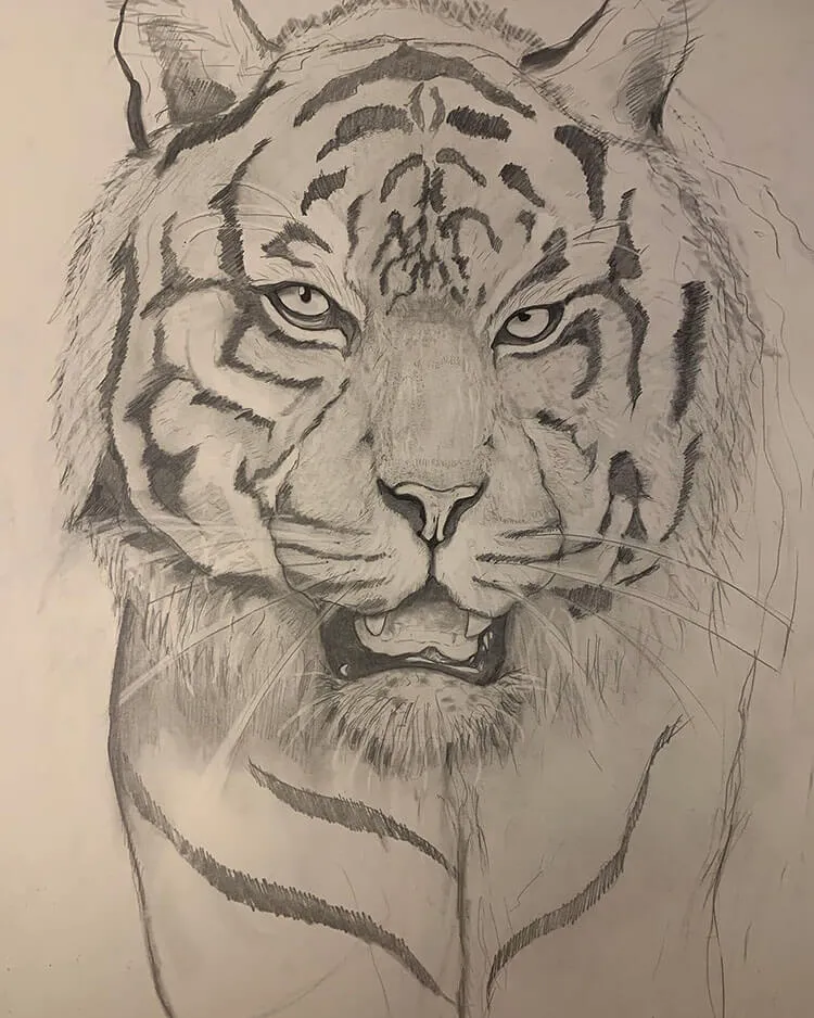 Dessin de tigre en cours de réalisation