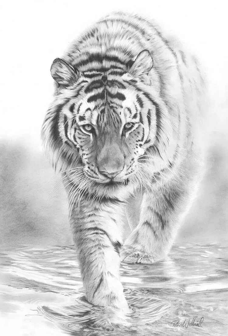 dibujo de tigre andante