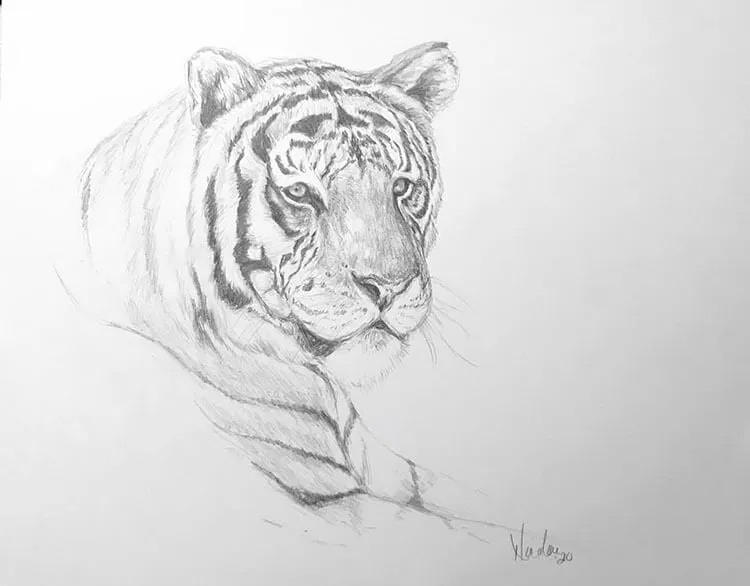 desenho a lápis de um tigre