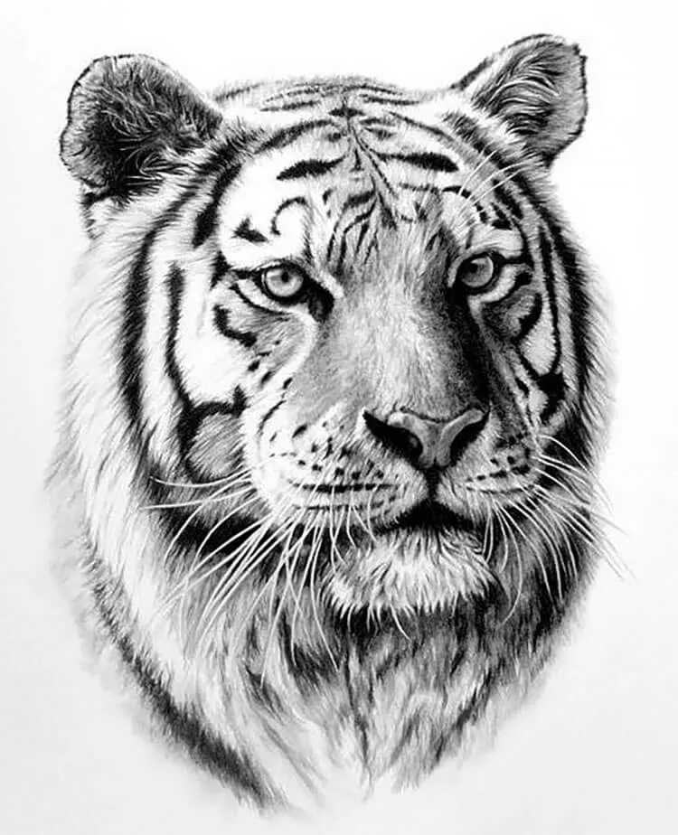 Dessin de tigre réaliste