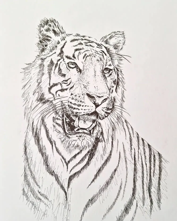 Bengaalse tijger tekening