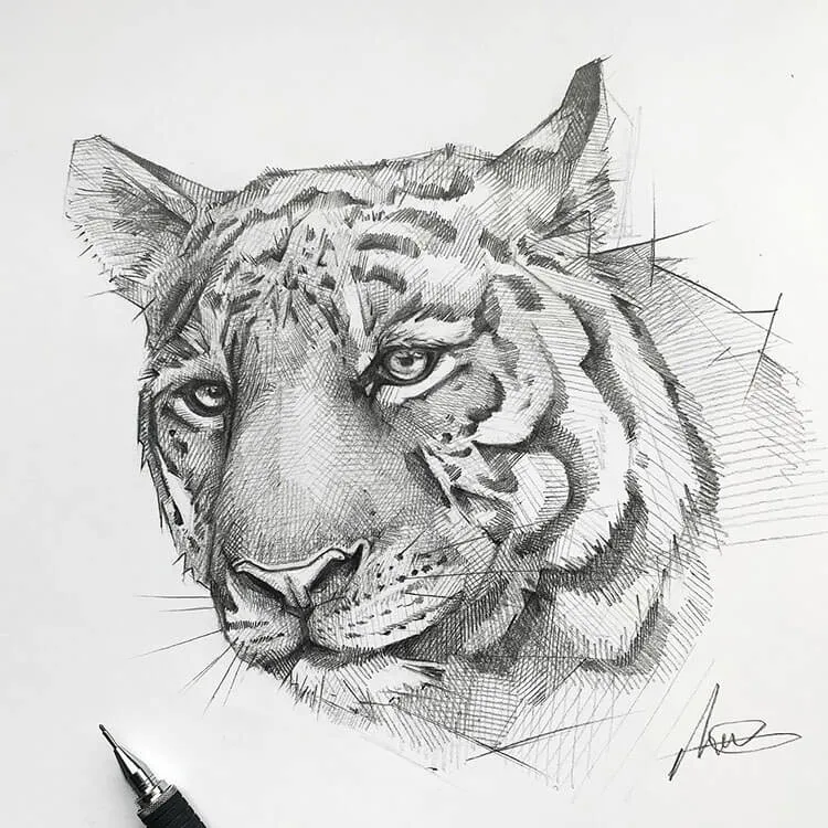 tiger drawing feature