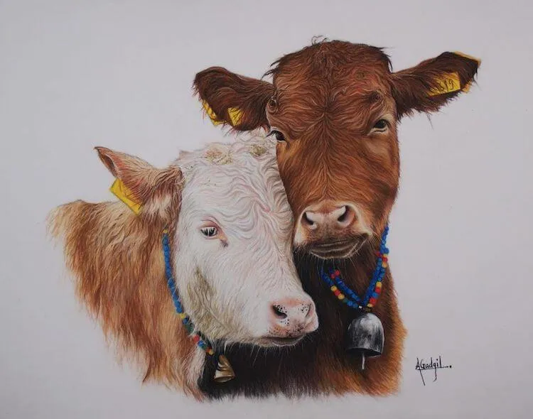 liefdevolle koeien
