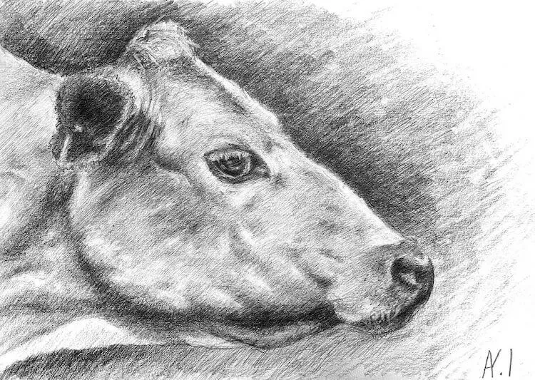 vaca profil lateral
