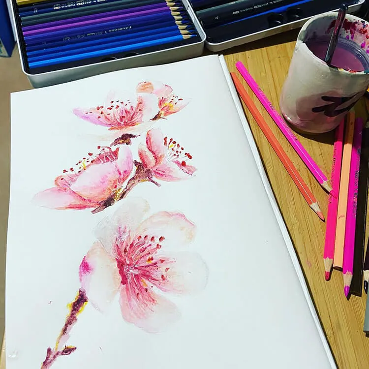 flor de cerezo a lápiz de color