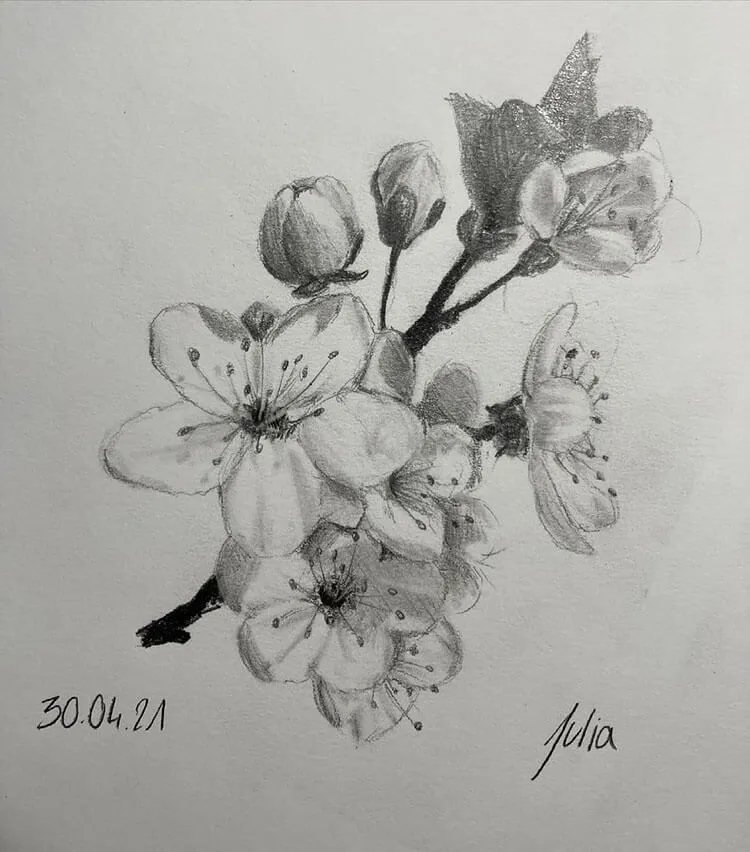 dibujo flor de cerezo