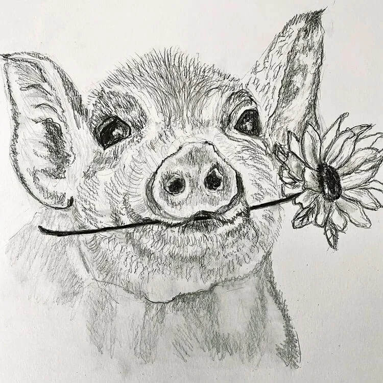 dibujo de cerdo