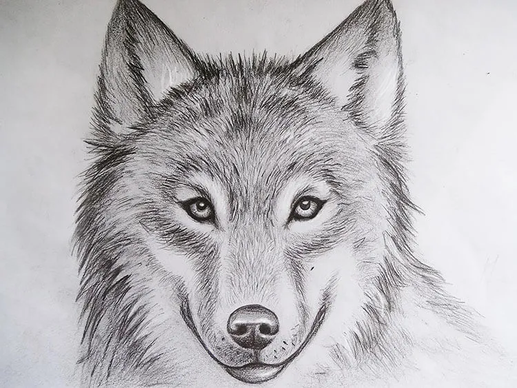 DESENHO DE LOBO FÁCIL