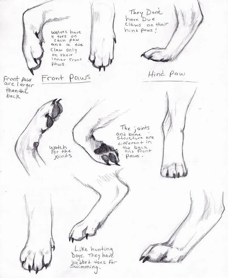 ANATOMIA DELLE ZAMPE DEL LUPO