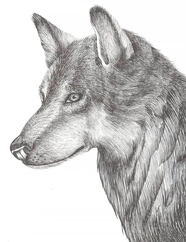 DESENHO DE LOBO EM HACHURA CRUZADA