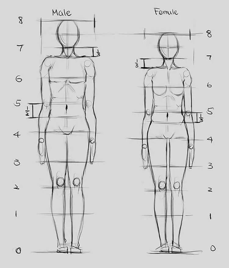 anatomie masculină și feminină