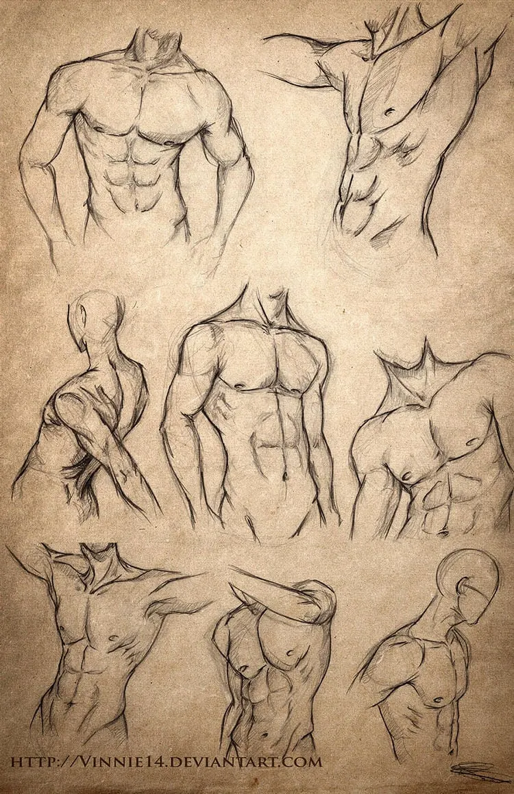 mannlig kropps anatomi