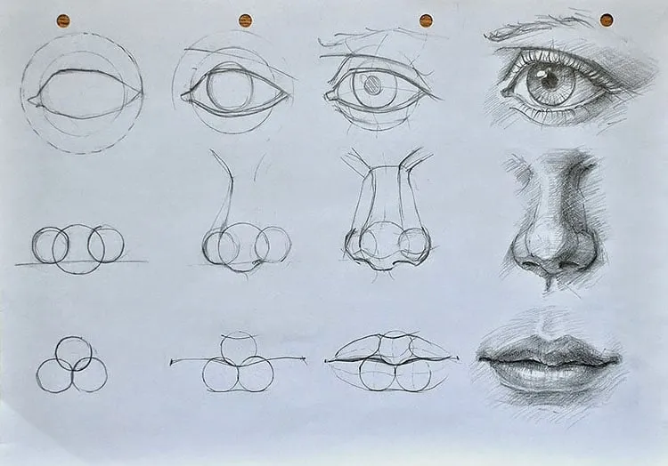 anatomia dos olhos nariz boca