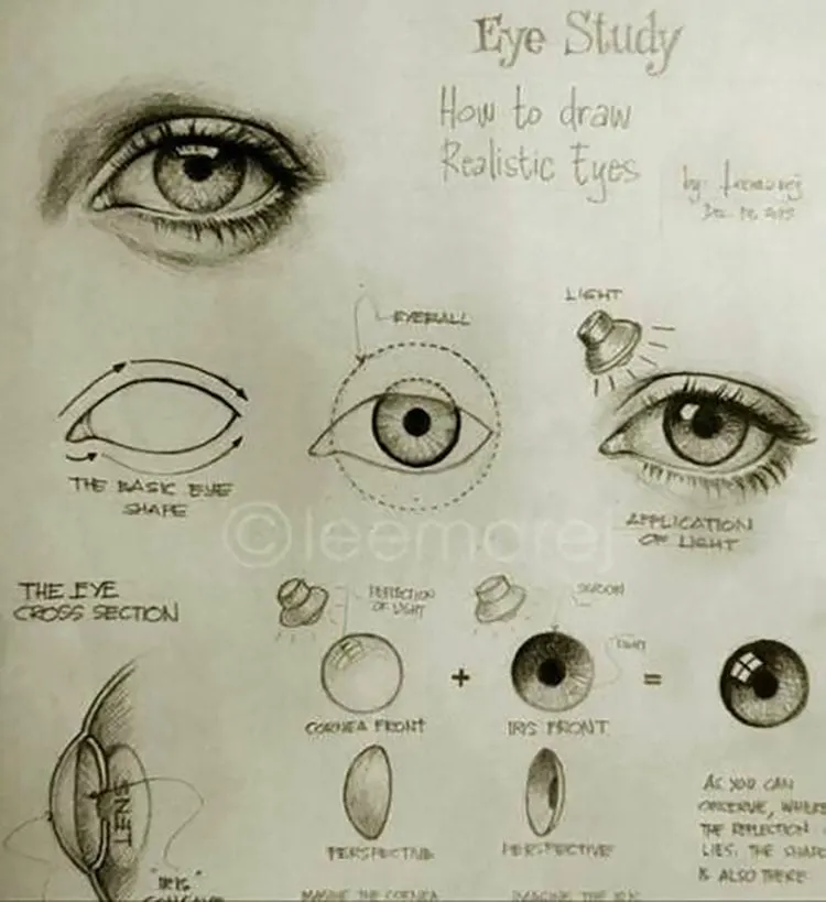 øyestudie anatomi