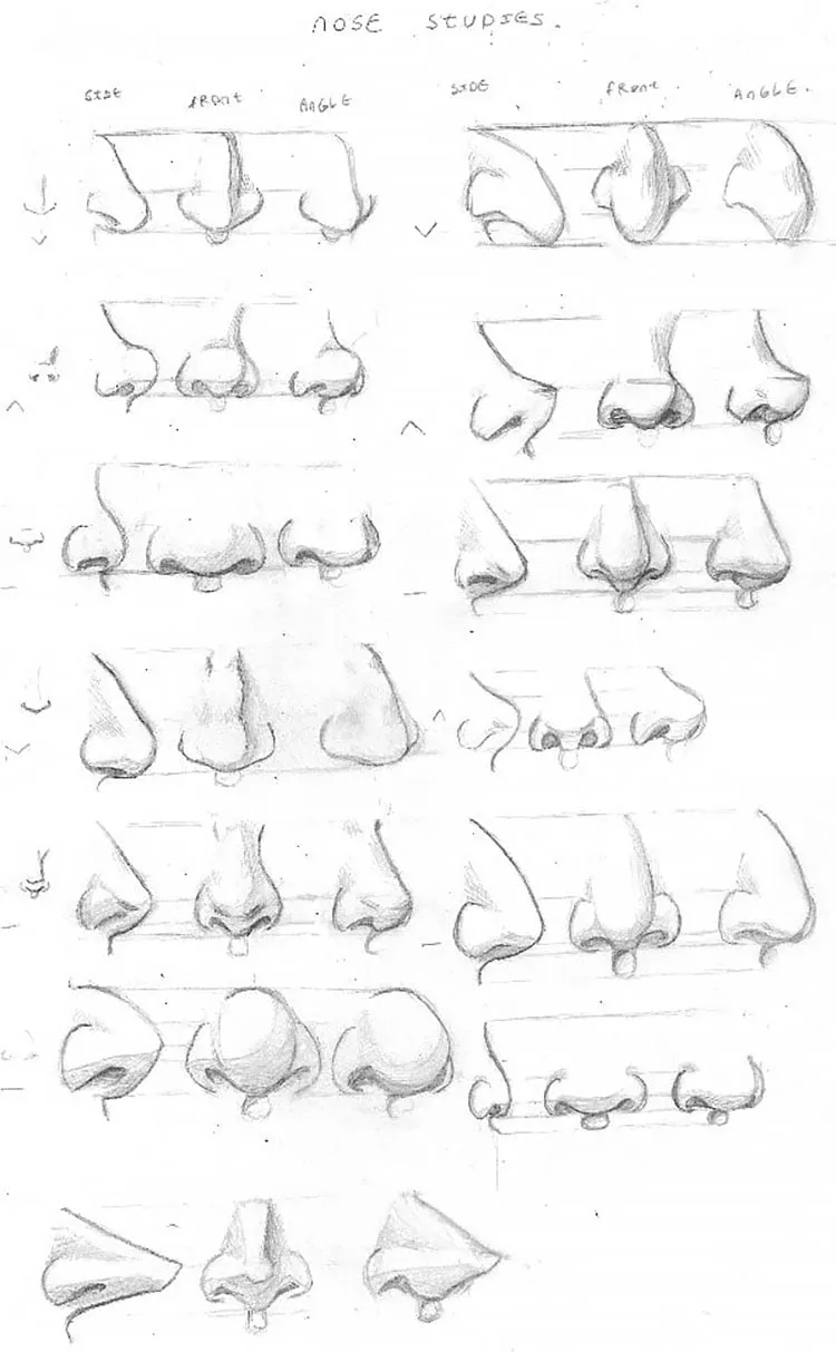 anatomia nasului