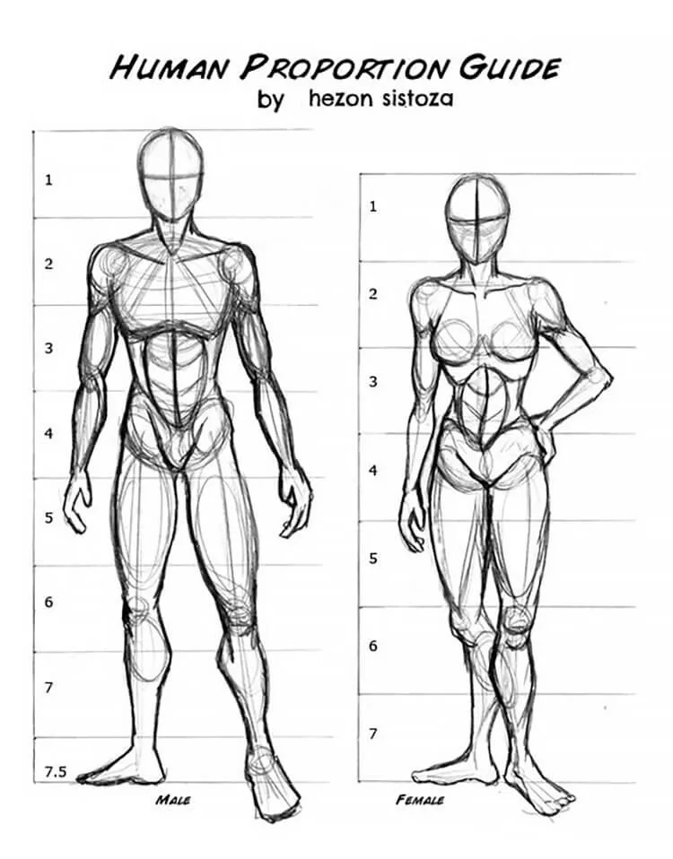 human proportions