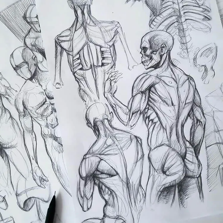 anatomía muscular