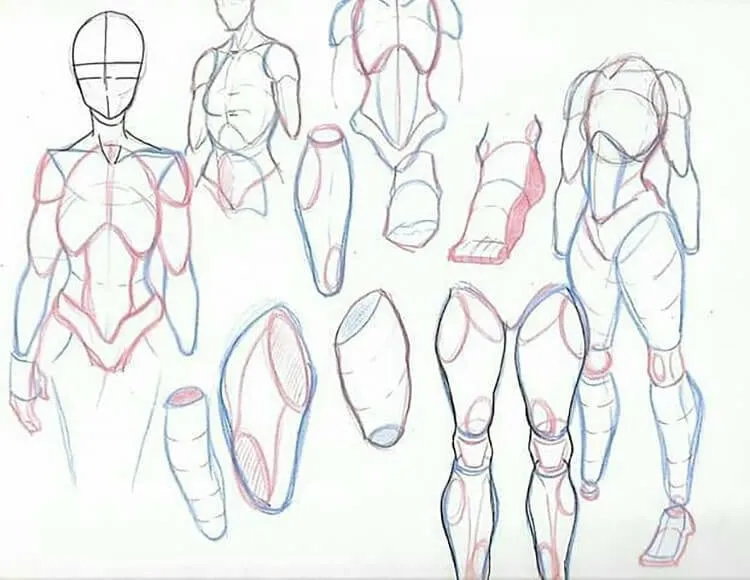 anatomie du corps humain