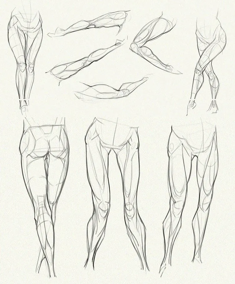 anatomía de las piernas