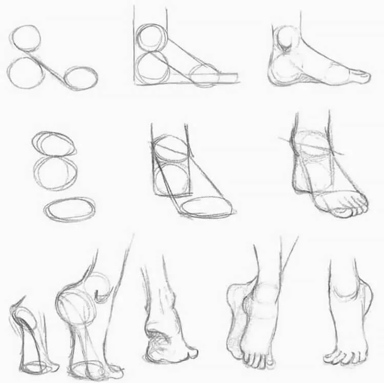 anatomi kaki
