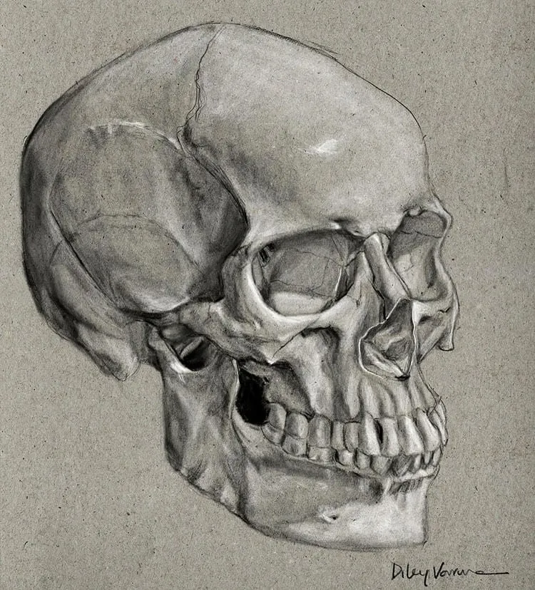 череп от страничен профил