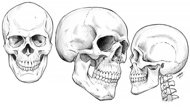 異なる角度から頭蓋骨