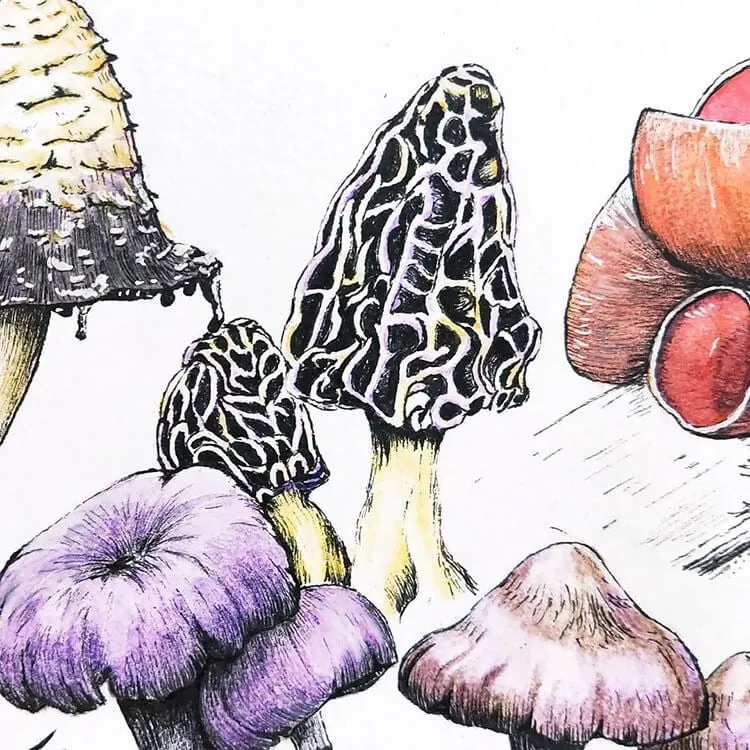 Sfida sui funghi