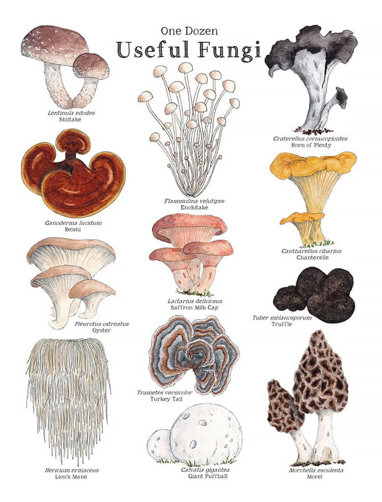 Ett dussin användbara svampar