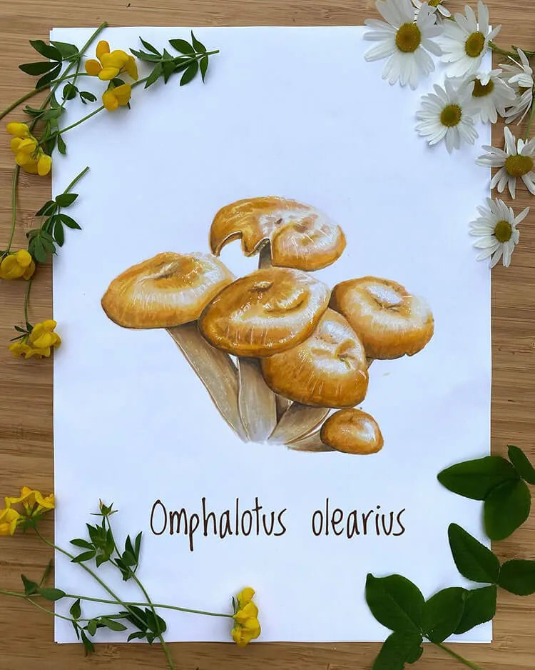 Omphalotus olearius