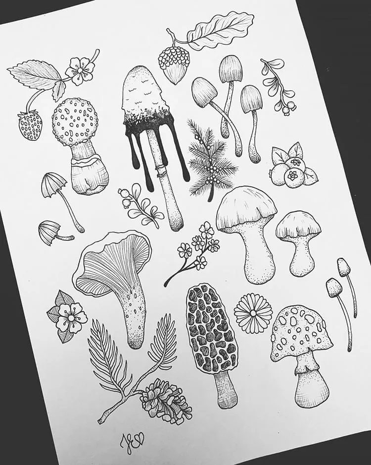 Forskellige svampe og planter