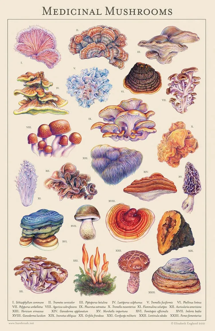 lääkinnällisiä sieniä piirustus