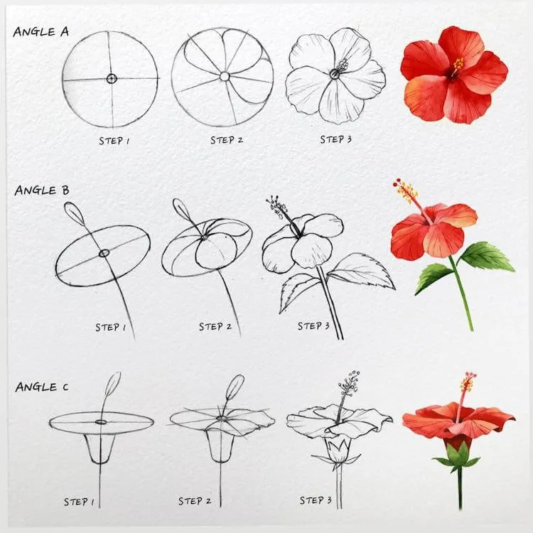 Comment dessiner un hibiscus
