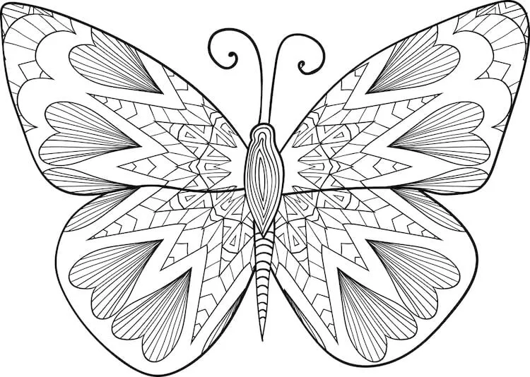 Skica okrasného motýla