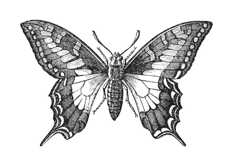 Desenho de uma borboleta do mundo antigo