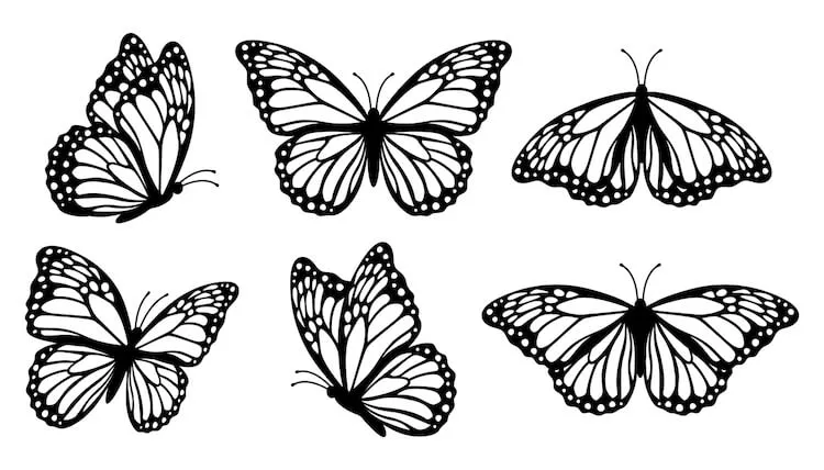 Seks tegninger af monarksommerfugle