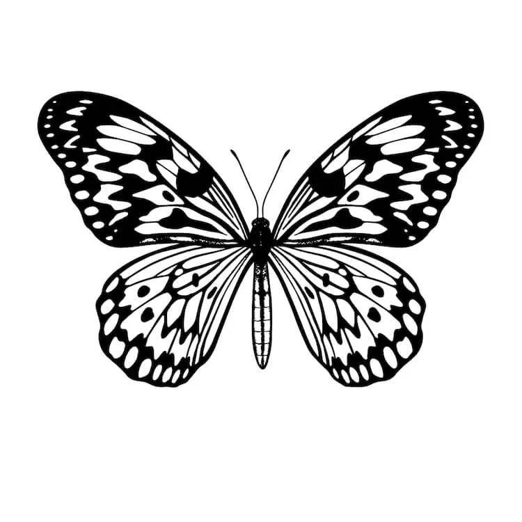 Reispapier Schmetterling Zeichnung