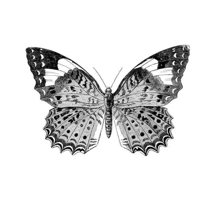 Detaillierte Schmetterlingsskizze