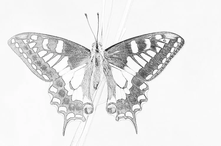Dibujo a lápiz de una mariposa