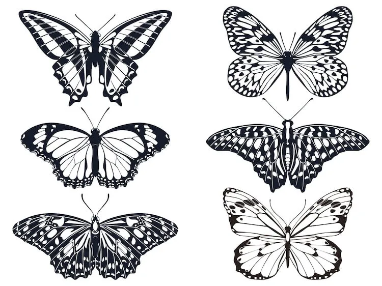 Sechs Schmetterlingszeichnungen